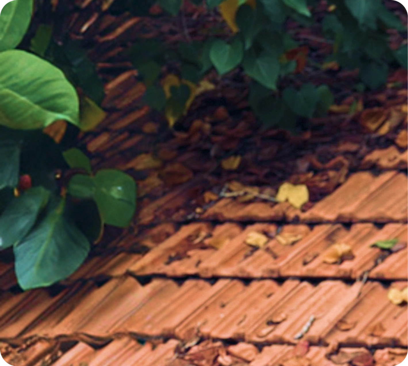 Close-up of lush green foliage and terracotta roof tiles