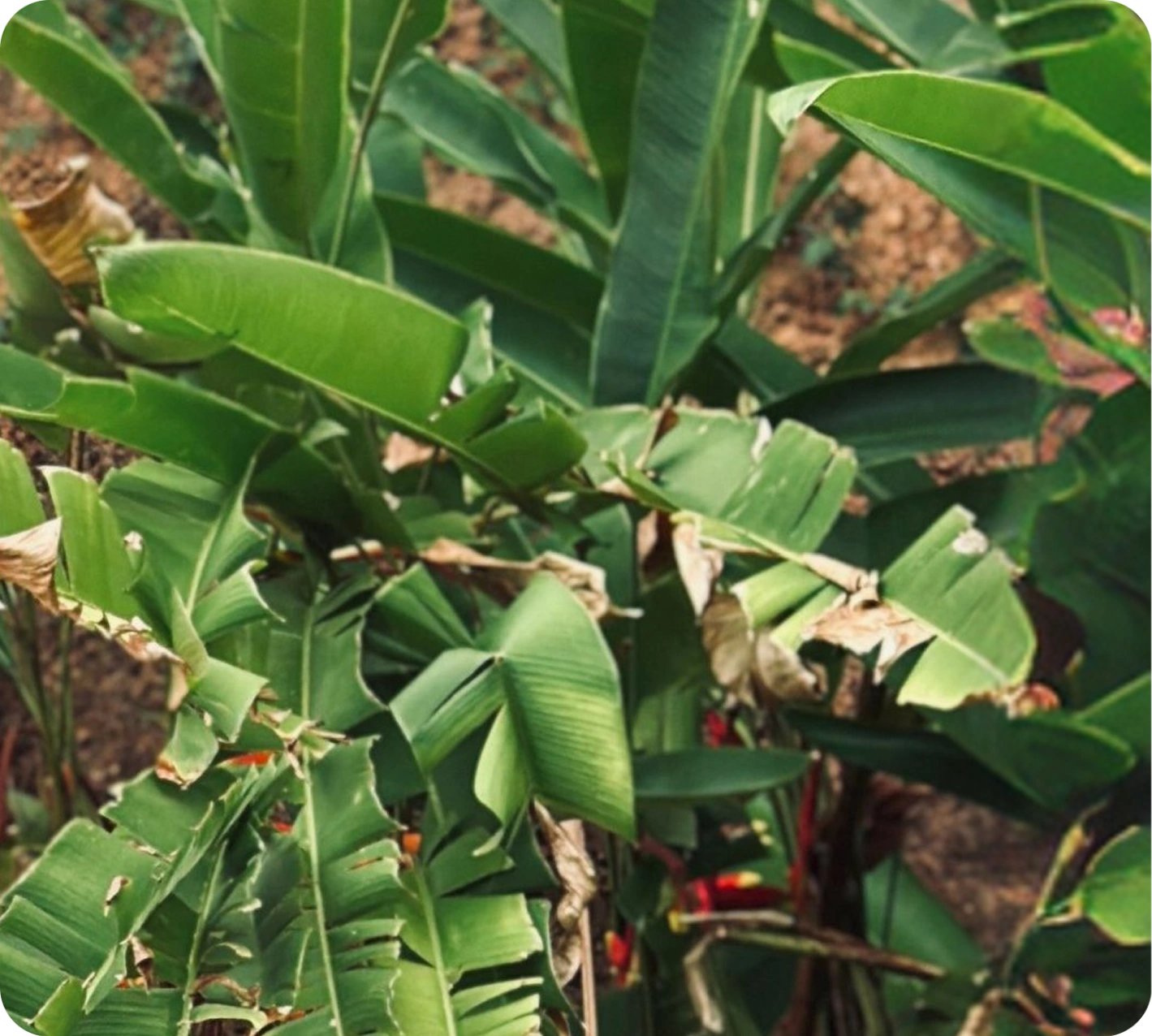 Close-up of large tropical leaves